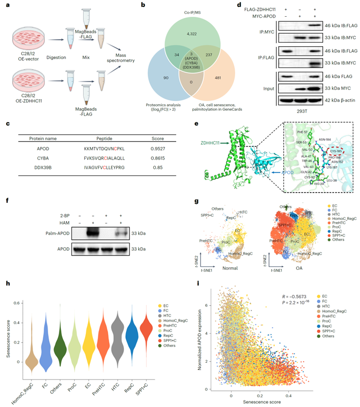 ZDHHC11作为棕榈酰转移酶介导APOD棕榈酰化修饰