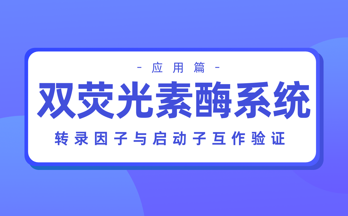 转录因子与启动子互作验证
