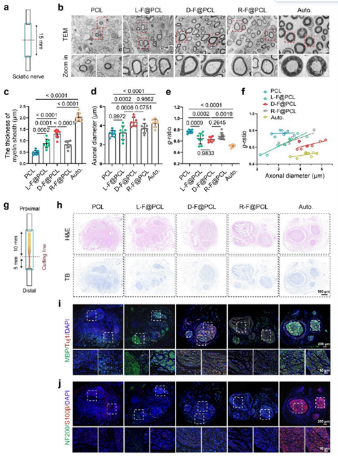 再生神经纤维形态学重建的评估