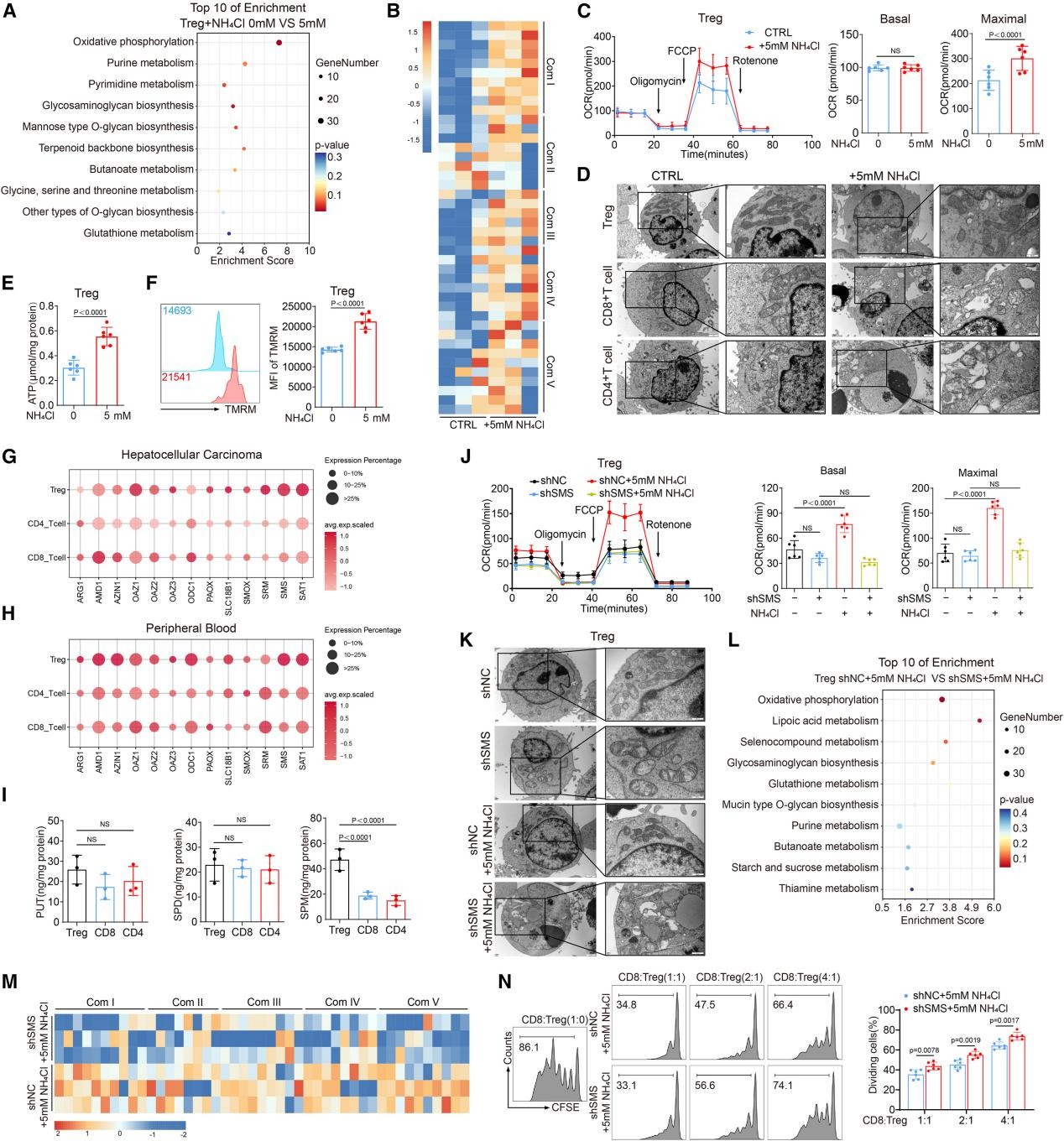 氨通过FOXP3-SMS轴促进Treg的OXPHOS