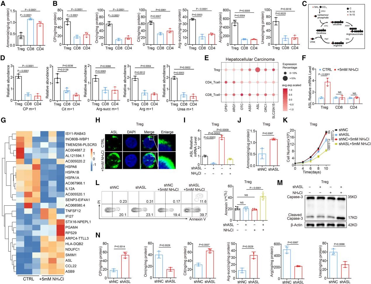氨通过上调ASL的表达激活Treg中的尿素循环