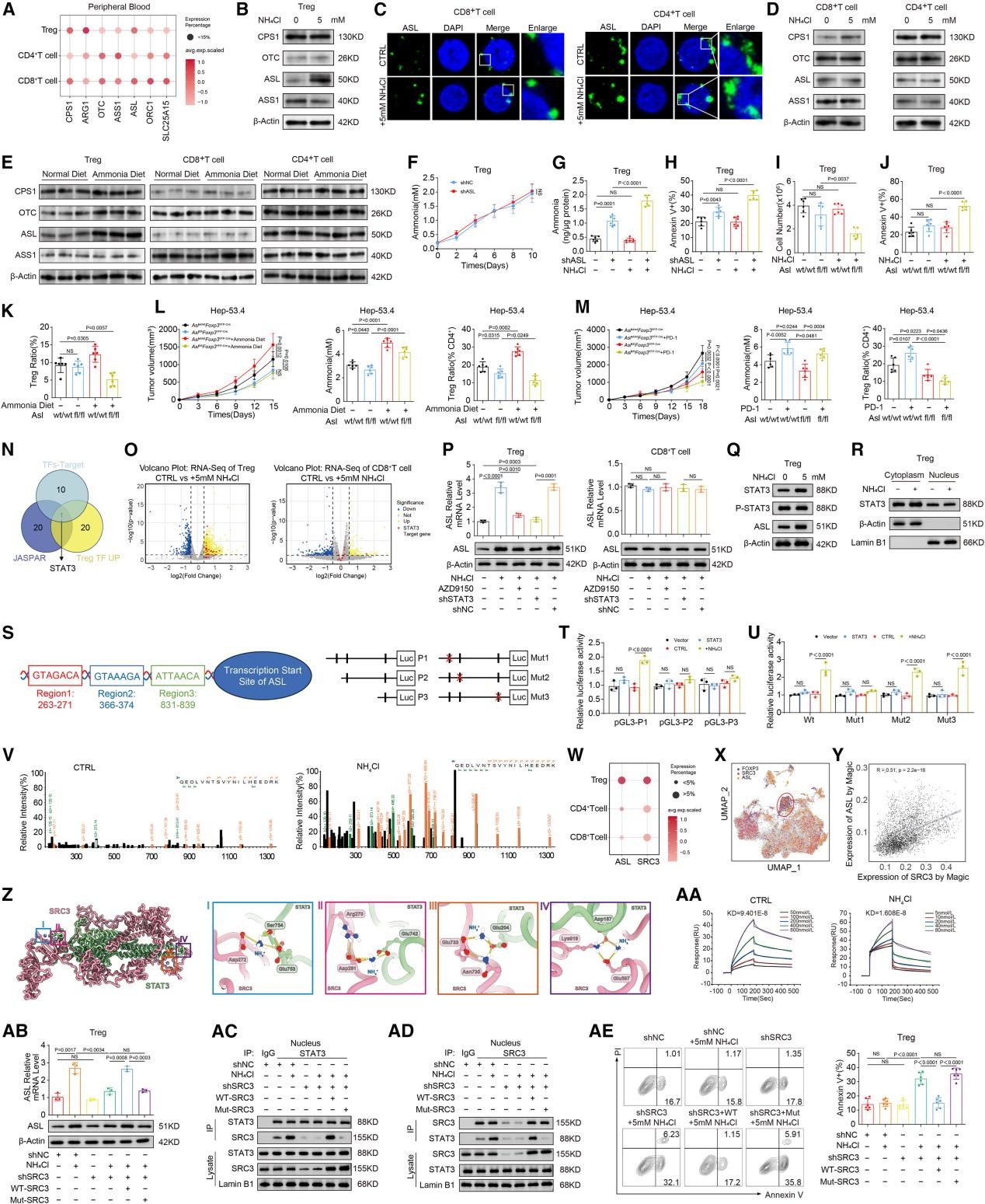 氨通过上调ASL表达激活Treg的尿素循环
