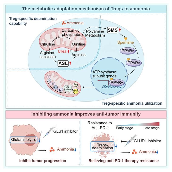 Treg适应肿瘤氨代谢的分子机制