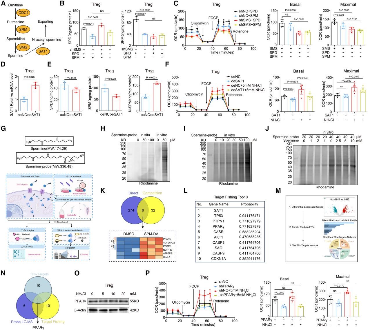 精胺通过PPARγ增强Treg的OXPHOS和免疫抑制能力