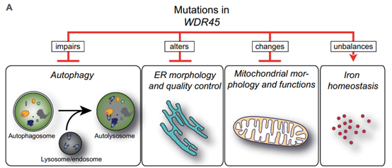 WIPI4基因突变对细胞功能的影响