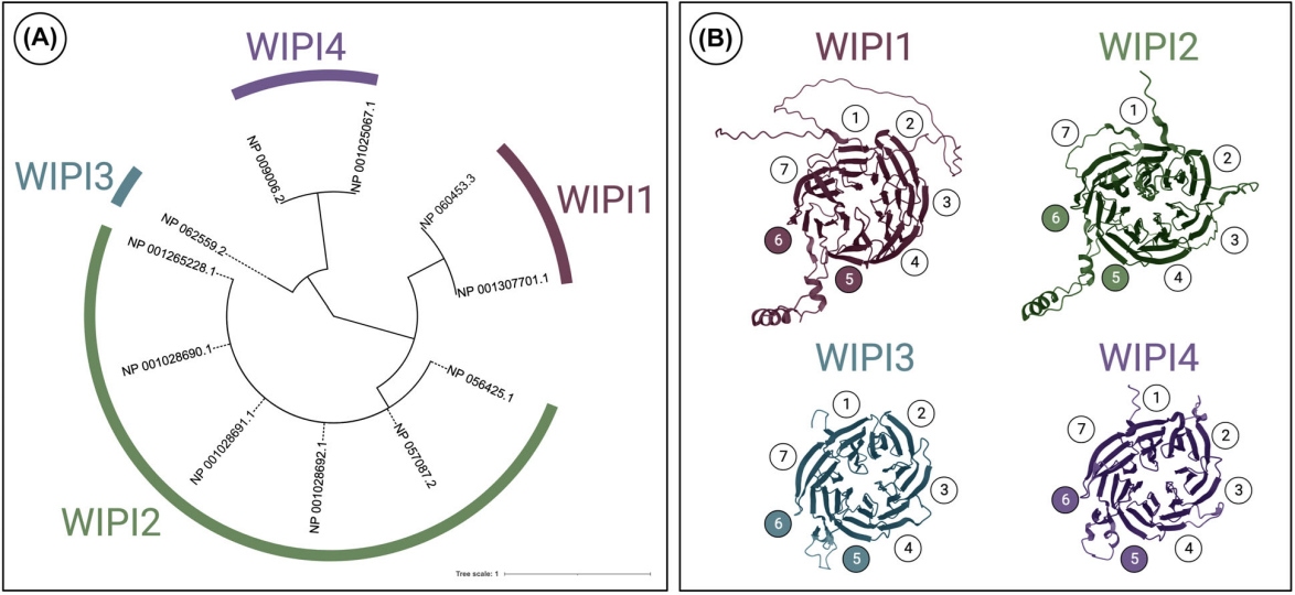人源WIPI基因的β-螺旋桨结构