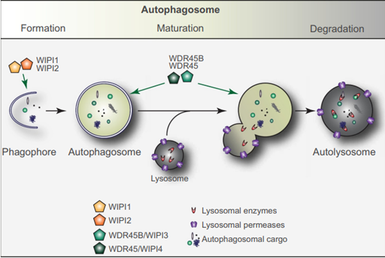 WIPI蛋白在自噬中的作用