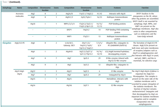 自噬分子的结构与功能