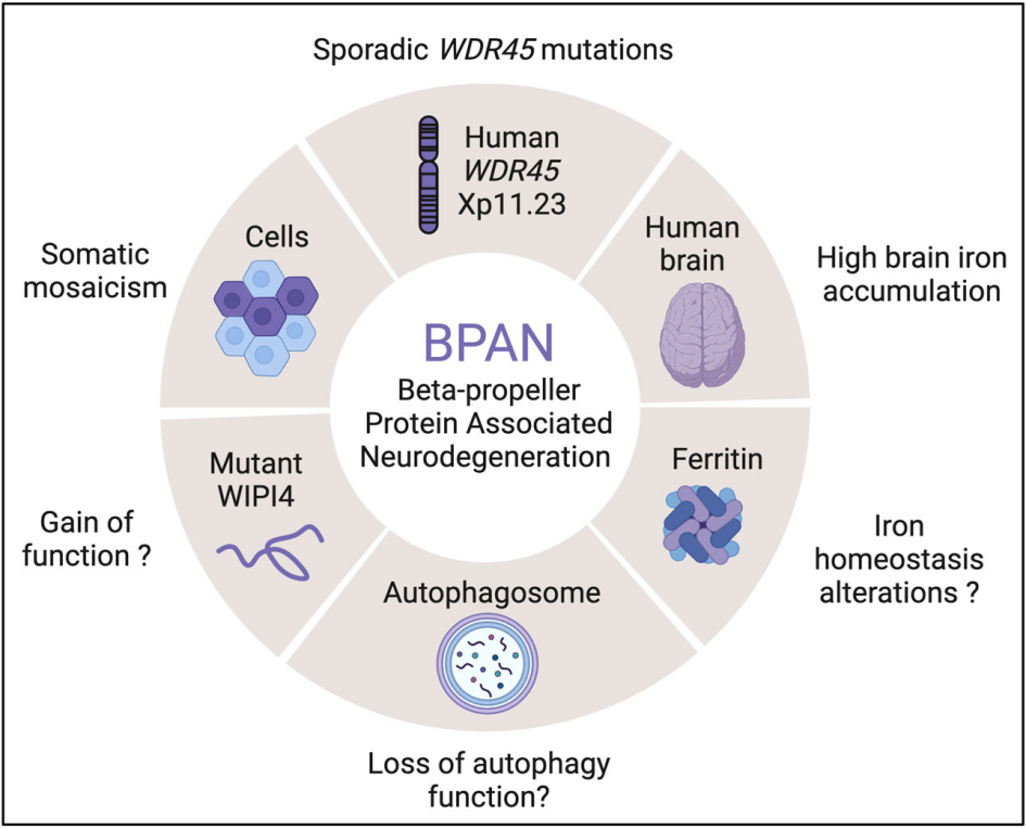 WIPI4基因突变与BPAN的关系