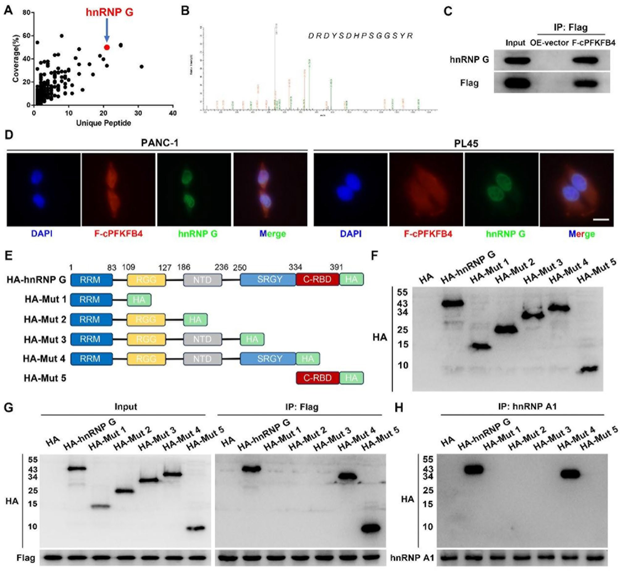 在缺氧条件下，cPFKFB4与hnRNP G相互作用