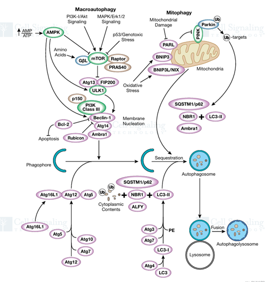 自噬信号转导通路