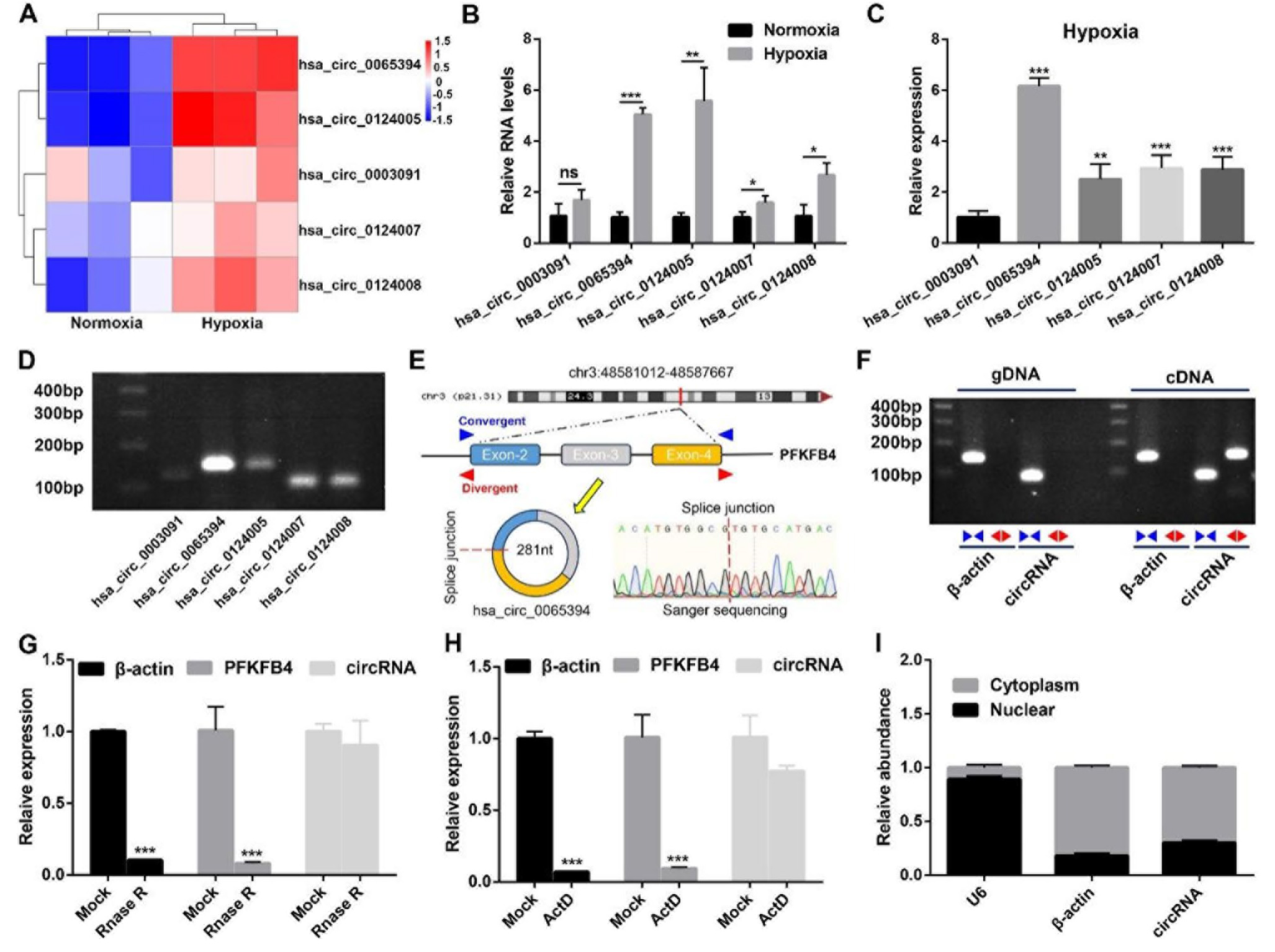 缺氧条件下PC细胞中hsa_circ_0065394的验证与表征