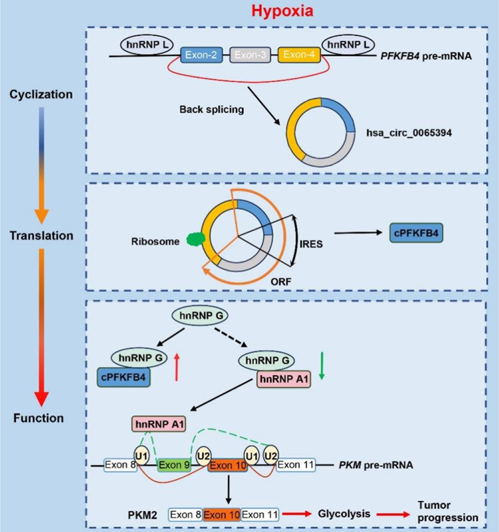 cPFKFB4促进缺氧胰腺癌进展的机制示意图