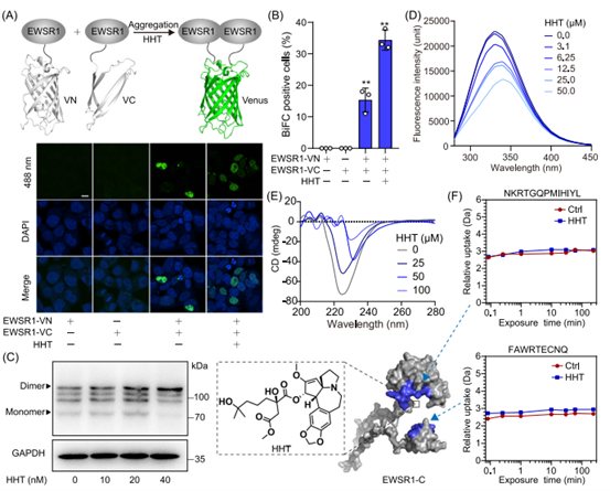 HHT通过变构调节促进EWSR1相分离