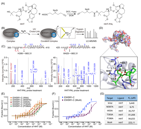 HHT通过氢键与RNA识别基序相互作用