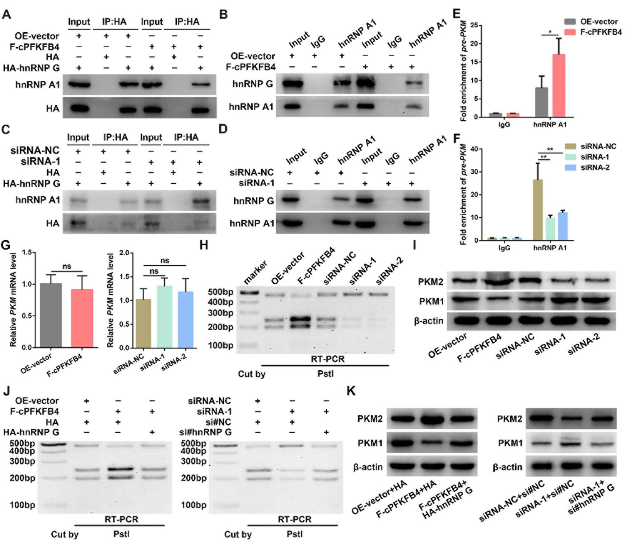cPFKFB4与hnRNP G/hnRNP A1 结合，以调节 PKM 的可变剪接过程