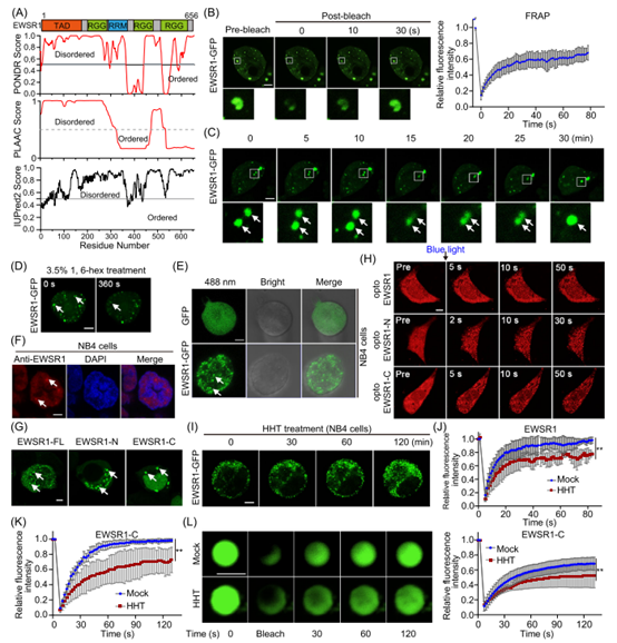 HHT促进EWSR1蛋白的液相分离