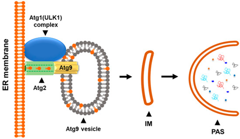 Atg9囊泡参与自噬体生物发生的起始