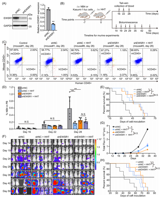 用HHT靶向EWSR1抑制AML体内进展