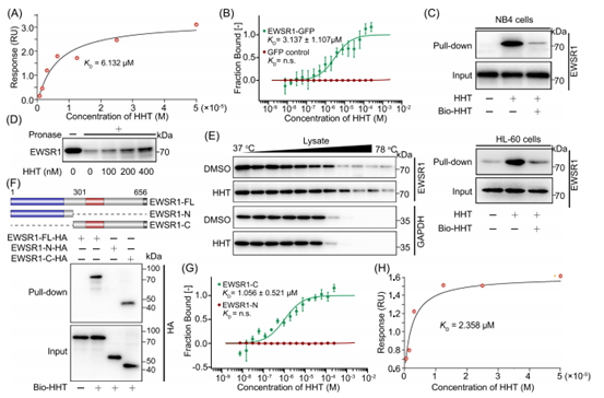 HHT结合EWSR1的RNA识别结构域