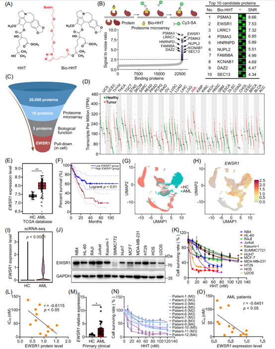 EWSR1被鉴定为AML中HHT的细胞靶点