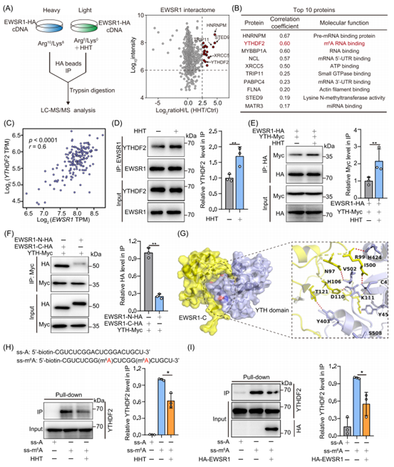 HHT增强EWSR1-YTHDF2相互作用，限制m6A识别