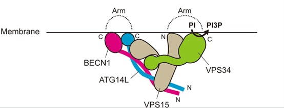 哺乳动物PI3KC3-C1复合物的结构