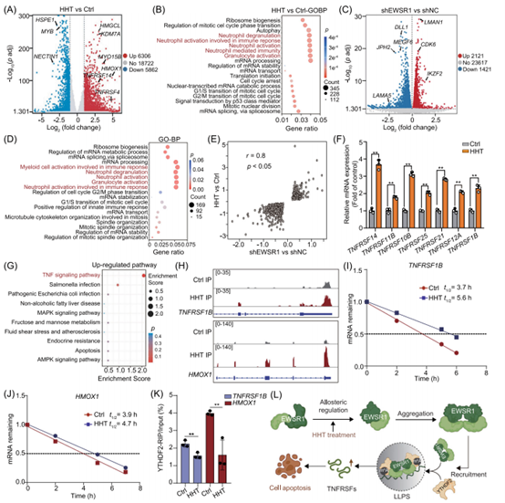 HHT通过EWSR1-YTHDF2轴调节m6A修饰RNA的稳定性