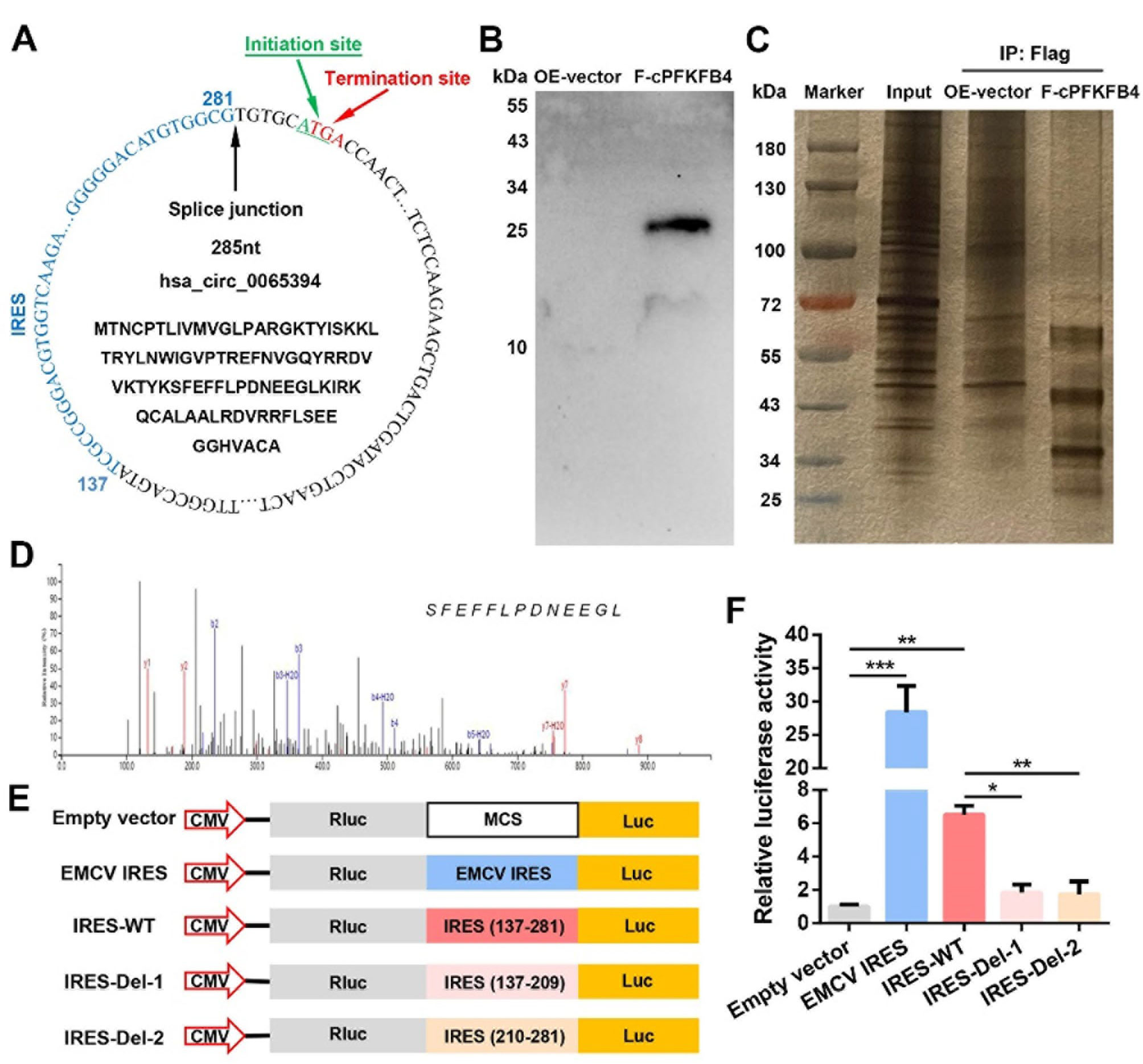 hsa_circ_0065394 编码一种新型蛋白质，即cPFKFB4