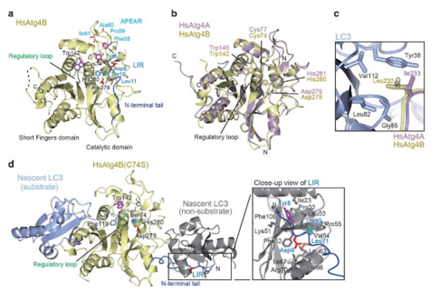 Atg4的结构及其与Atg8的相互作用