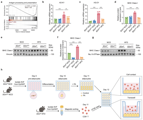 脂肪细胞激活CD8+T细胞依赖于B2M和直接细胞接触