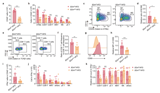 脂肪细胞特异性B2M敲除可以缓解HFD诱导的炎症反应
