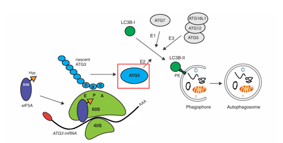 ATG3对促进自噬体形成至关重要