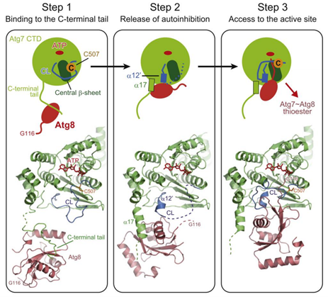 活化反应中Atg7对Atg8的多步识别模型