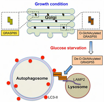 GRASP55与LC3-II和LAMP2的相互作用被募集至自噬体-溶酶体界面，在该处作为膜锚定分子促进自噬体-溶酶体膜融合过程