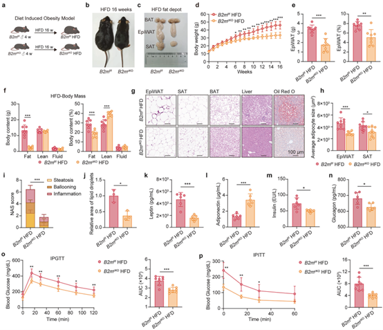脂肪细胞特异性B2M敲除保护小鼠免受肥胖及相关炎症和代谢紊乱的影响