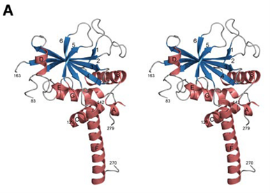 Atg3蛋白带状立体结构图