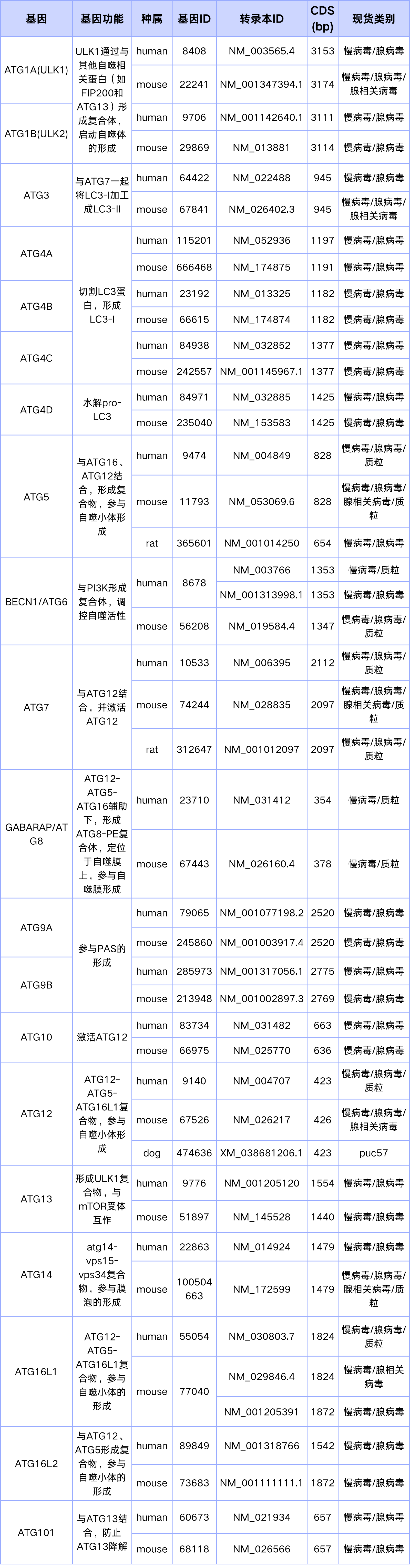 ATG相关基因现货列表