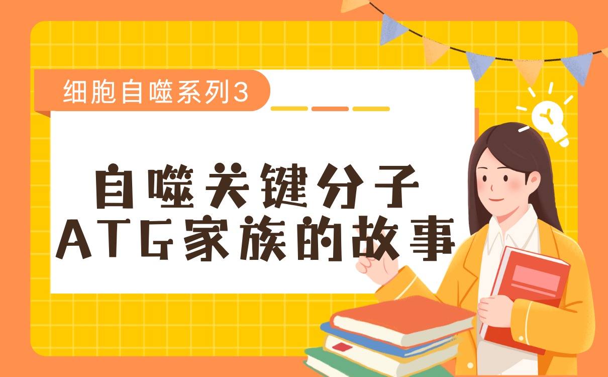 自噬关键分子ATG家族的故事