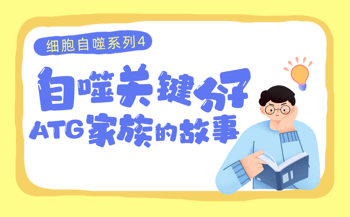 自噬关键分子ATG家族的故事