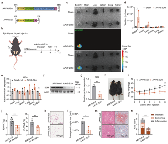 AAV介导的EpiWAT中B2M敲低可改善肥胖和代谢紊乱
