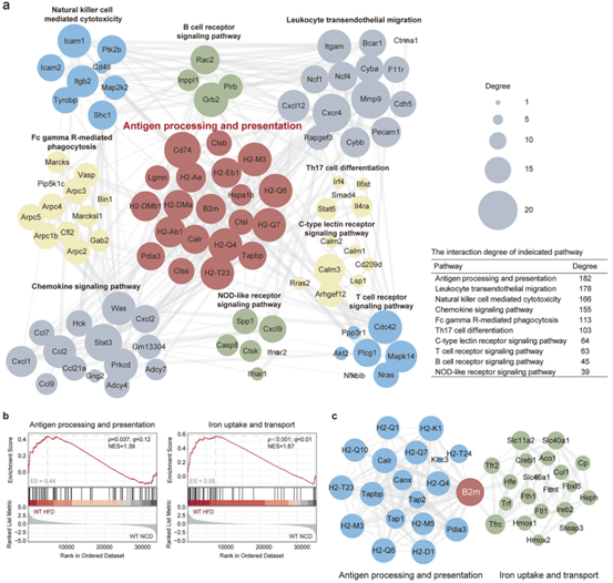 B2M在肥大脂肪细胞中上调