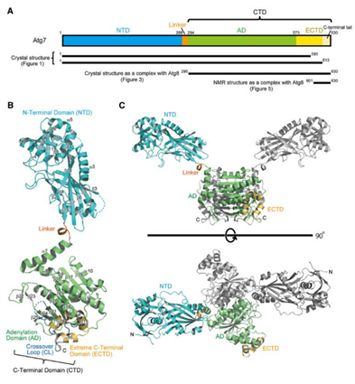 Atg7的结构
