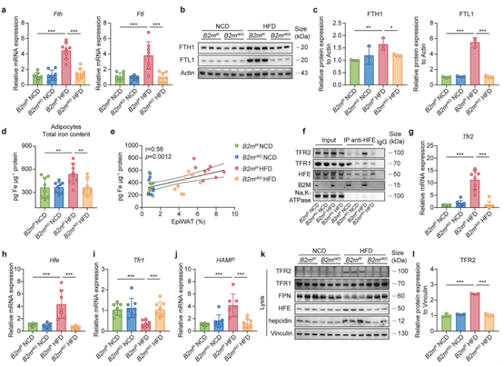 敲除B2M可防止HFD诱导的脂肪细胞铁过载