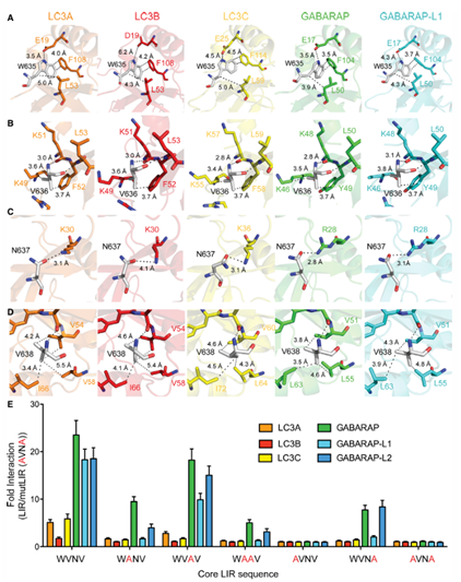 PLEKHM1-LIR关键残基对GABARAP亚家族蛋白选择性结合的作用机制
