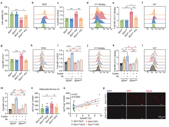 B2M缺乏可减轻HFD诱导的脂肪细胞铁死亡和M1极化