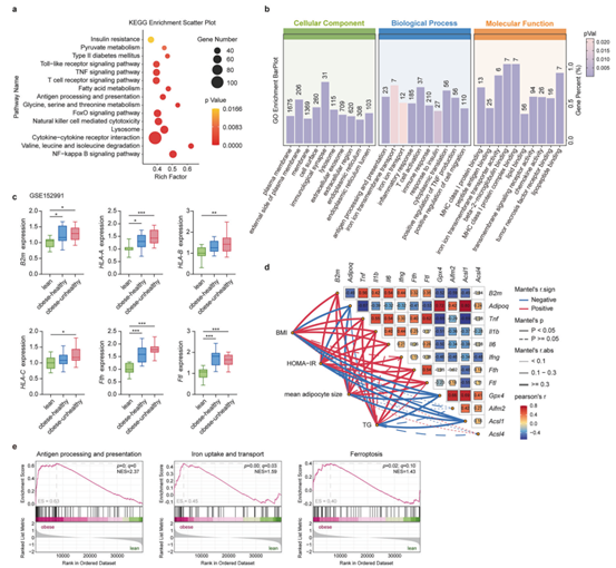 脂肪组织中B2M的表达与人类肥胖有关