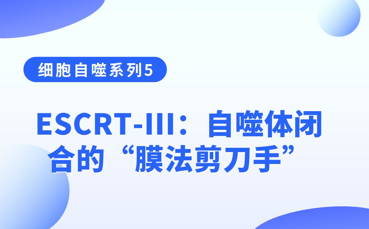 circZFAND6抑制胃癌转移并逆转耐药