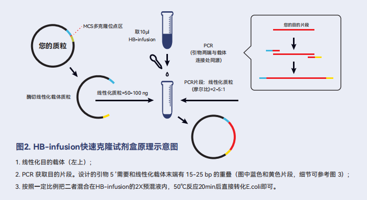 HB-infusion快速克隆试剂盒原理示意图