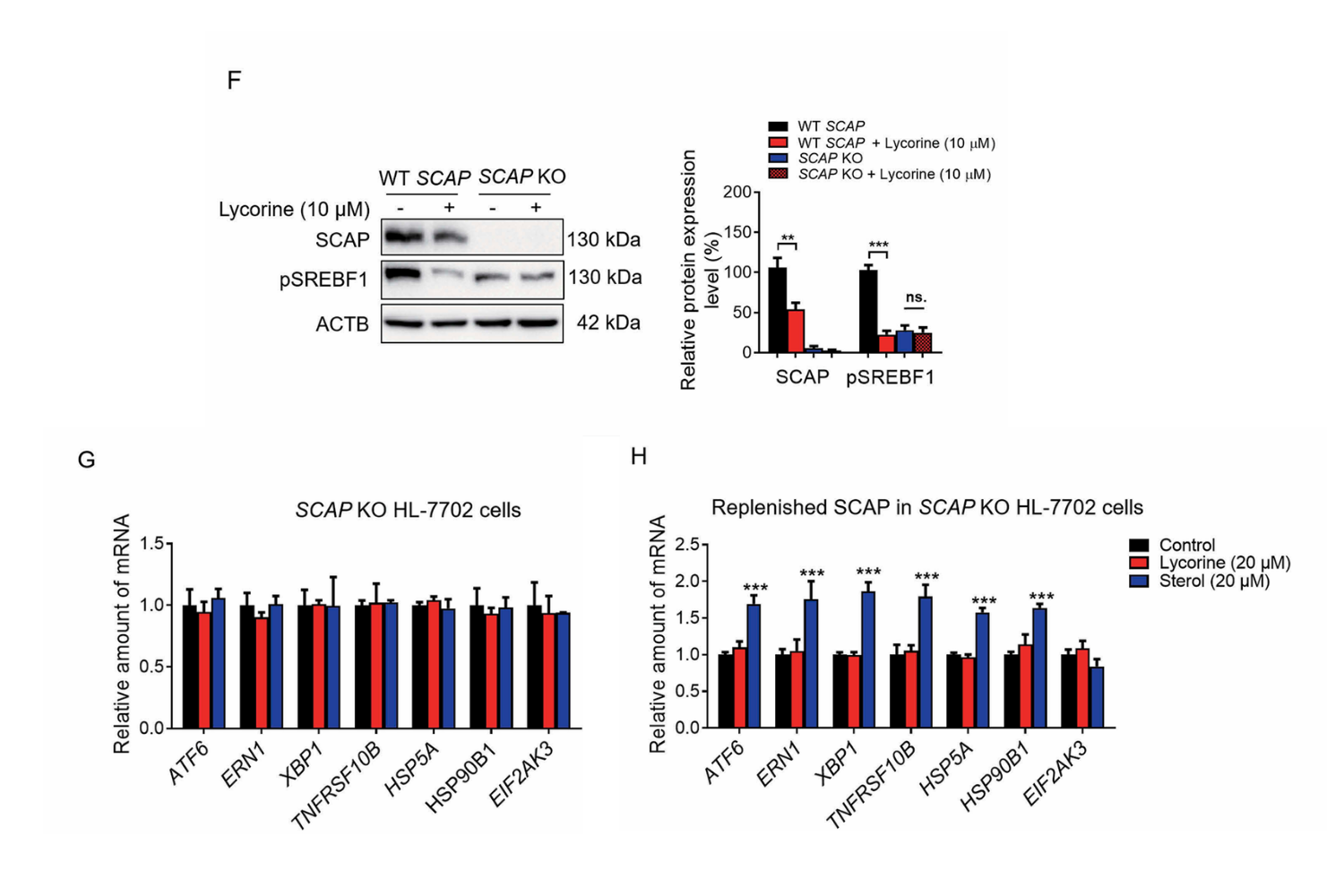 文章 Fig. 3F–3H：汉恒 CRISPR/Cas9 质粒建立的 SCAP 敲除肝细胞模型